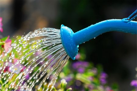 Close up on water pouring from watering can onto blooming flower bed Stock Photo - Budget Royalty-Free & Subscription, Code: 400-04453959