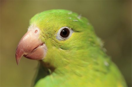 perruche - A green parrot close-up, looking left, with out of focus background. Photographie de stock - Aubaine LD & Abonnement, Code: 400-04464010