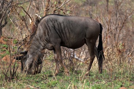 Blue Wildebeest feeding on grass Stock Photo - Budget Royalty-Free & Subscription, Code: 400-04464228