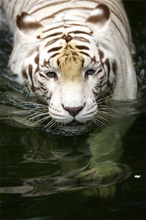White Tigers Stockbilder - Microstock & Abonnement, Bildnummer: 400-04464273