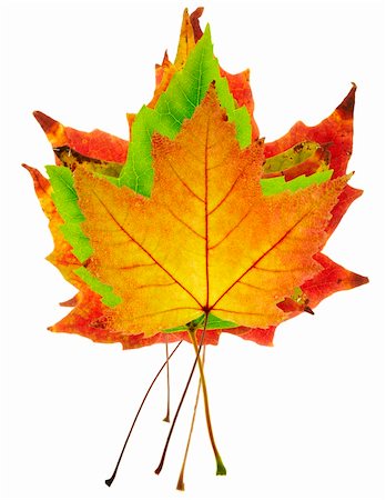 simsearch:400-03936734,k - a stack of colorful maple leaves on white background Stockbilder - Microstock & Abonnement, Bildnummer: 400-04464377