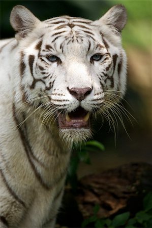 White Tiger Stockbilder - Microstock & Abonnement, Bildnummer: 400-04464430