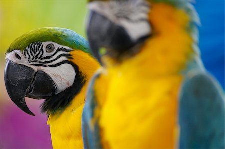 Blue & Yellow Macaw Photographie de stock - Aubaine LD & Abonnement, Code: 400-04464518