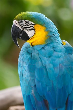 Blue & Yellow Macaw Photographie de stock - Aubaine LD & Abonnement, Code: 400-04464519