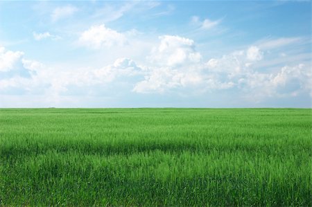 lush green wheat field with cloudy blue sky Stock Photo - Budget Royalty-Free & Subscription, Code: 400-04464684