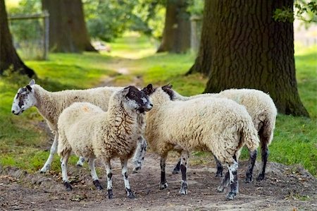 simsearch:400-04513431,k - sheep animal farm farming agriculture wool livestock animal Stock Photo - Budget Royalty-Free & Subscription, Code: 400-04464739