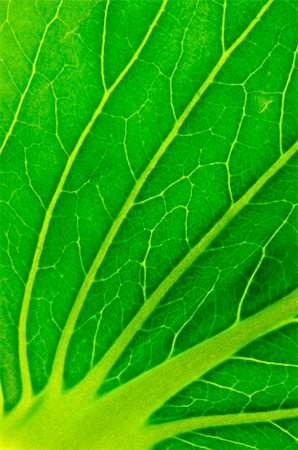 simsearch:400-03936734,k - close up of a salad leaf texture with yellow lines Stockbilder - Microstock & Abonnement, Bildnummer: 400-04464765