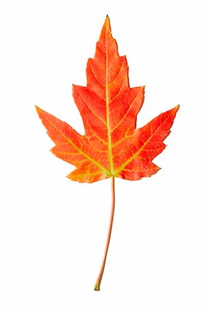 simsearch:400-03936734,k - close up of a red maple leaf on white background Stockbilder - Microstock & Abonnement, Bildnummer: 400-04464766