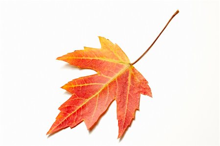 simsearch:400-03936734,k - close up of a red maple leaf on white background with shallow shadows Stockbilder - Microstock & Abonnement, Bildnummer: 400-04464767