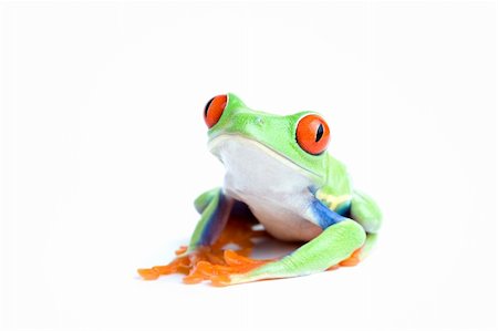 simsearch:400-03940235,k - frog isolated on white - red-eyed tree frog posing, close up Photographie de stock - Aubaine LD & Abonnement, Code: 400-04464785