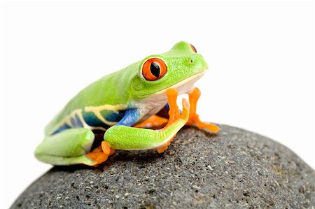 simsearch:400-04463752,k - daydreaming - a red-eyed tree frog on a rock, closeup isolated on white Stockbilder - Microstock & Abonnement, Bildnummer: 400-04464780