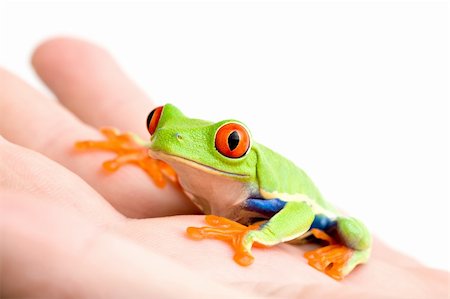 simsearch:400-03940235,k - frog in hand - a red-eyed tree frog (Agalychnis callidryas) sitting in a hand, isolated on white Photographie de stock - Aubaine LD & Abonnement, Code: 400-04464782