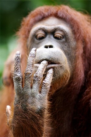 Orangutans Photographie de stock - Aubaine LD & Abonnement, Code: 400-04464811