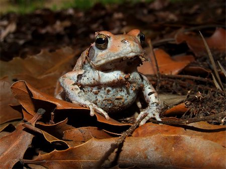 A red toads (Schismaderma carens) among dry leaves, South Africa Stock Photo - Budget Royalty-Free & Subscription, Code: 400-04464834