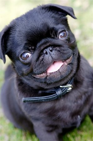 pug, not people - Pug Stock Photo - Budget Royalty-Free & Subscription, Code: 400-04464849