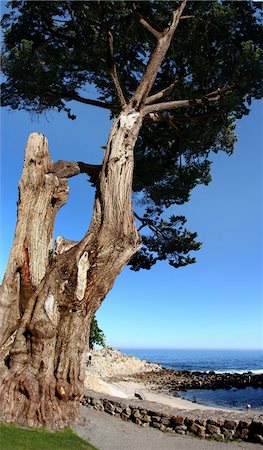 sycamore tree pictures - An old tree on the beach Stock Photo - Budget Royalty-Free & Subscription, Code: 400-04465042
