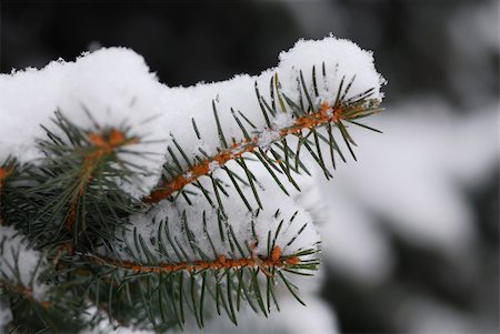 snowflake macro - Macro of a fir branch covered with snow Stock Photo - Budget Royalty-Free & Subscription, Code: 400-04465295