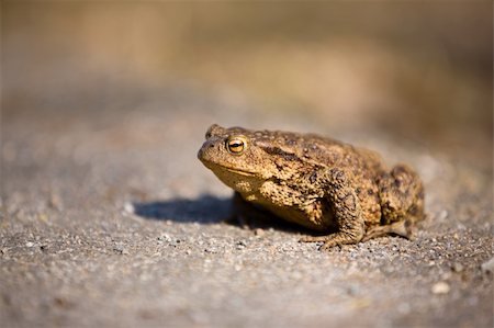 A close up detail of a bullfrog on pavement, taken with a shallow depth of field. Stock Photo - Budget Royalty-Free & Subscription, Code: 400-04465397