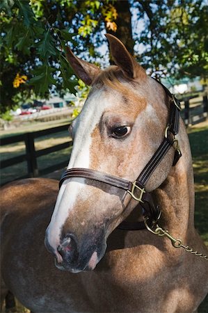 simsearch:400-05748585,k - Horse standing in a pasture looking to the side with a bridle in his mouth Foto de stock - Super Valor sin royalties y Suscripción, Código: 400-04465679