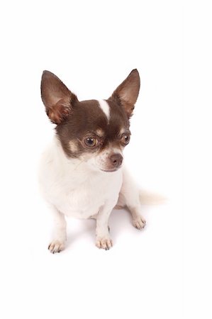 simsearch:400-04467344,k - white and brown chihuahua on the white background Foto de stock - Super Valor sin royalties y Suscripción, Código: 400-04465706