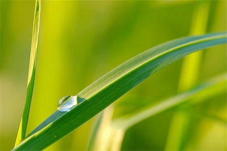 simsearch:400-05226582,k - waterdrop on grass and shallow depth of field, Stock Photo - Budget Royalty-Free & Subscription, Code: 400-04465828