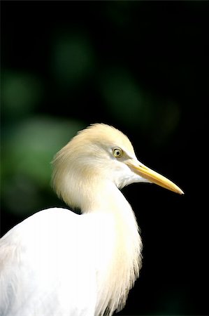 Cattle Egret Stockbilder - Microstock & Abonnement, Bildnummer: 400-04465874