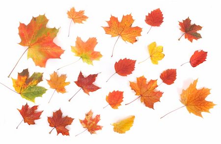 simsearch:400-04743104,k - autumn background with many color leafs on the white background Stockbilder - Microstock & Abonnement, Bildnummer: 400-04465892