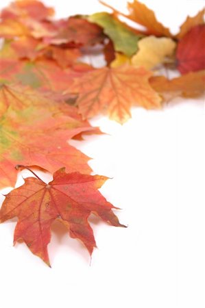 simsearch:400-04743104,k - autumn background from color (red yellow and green) leaves Stockbilder - Microstock & Abonnement, Bildnummer: 400-04465893
