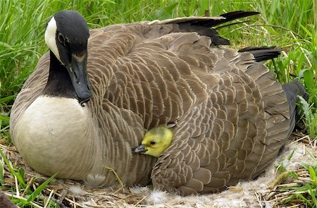 Canadian gosling under its mothers wing. Foto de stock - Super Valor sin royalties y Suscripción, Código: 400-04466067