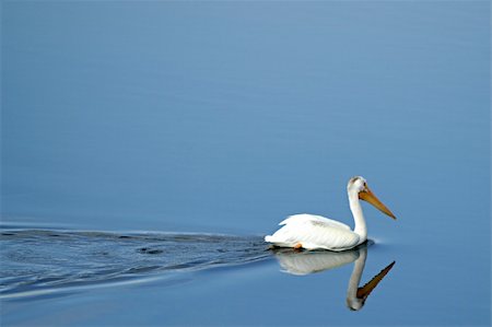 simsearch:400-07667421,k - White pelican on quiet lake, early in the morning; Grand Teton National Park, Wyoming, USA Fotografie stock - Microstock e Abbonamento, Codice: 400-04466070