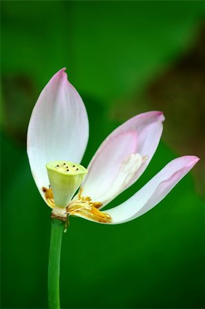 simsearch:689-03124197,k - The three petals of lotus flower and the seed head Photographie de stock - Aubaine LD & Abonnement, Code: 400-04466090