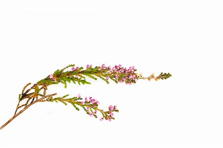 Close-ups of pink  heather isolated herb  on white Photographie de stock - Aubaine LD & Abonnement, Code: 400-04466167