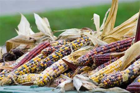 A harvest of colourful and decorative corn cobs Stockbilder - Microstock & Abonnement, Bildnummer: 400-04466176