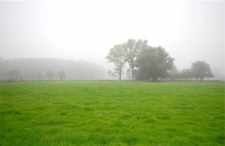 simsearch:400-04845642,k - Landscape with grass in the foreground, same trees on the background in fog Photographie de stock - Aubaine LD & Abonnement, Code: 400-04466173
