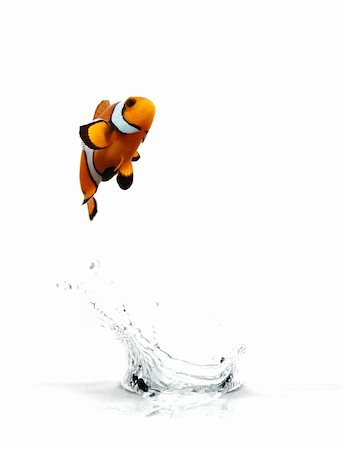 fish jumping out of water - A clownfish jumping out of the water. Stock Photo - Budget Royalty-Free & Subscription, Code: 400-04466365