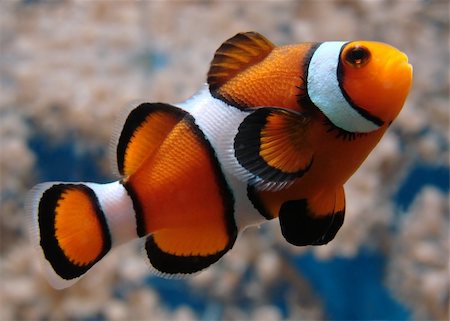 simsearch:400-04699407,k - A clownfish (Amphiprion Ocellaris). Stock Photo - Budget Royalty-Free & Subscription, Code: 400-04466363