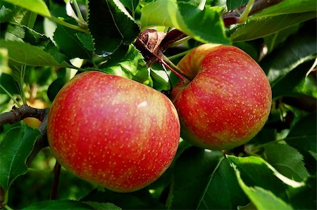 simsearch:400-07823938,k - Apples on Tree Photographie de stock - Aubaine LD & Abonnement, Code: 400-04466495