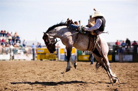 rodeopferd - A saddle bronc rider at a local rodeo Stockbilder - Microstock & Abonnement, Bildnummer: 400-04466568