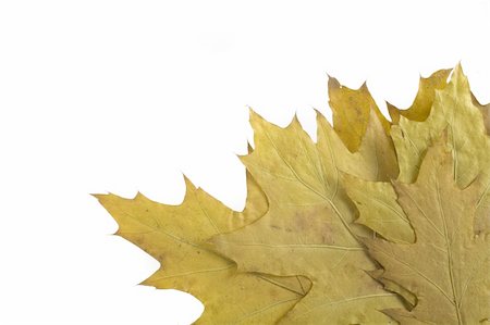 simsearch:400-04475632,k - gold and green autumn leaf on white background Foto de stock - Royalty-Free Super Valor e Assinatura, Número: 400-04466776