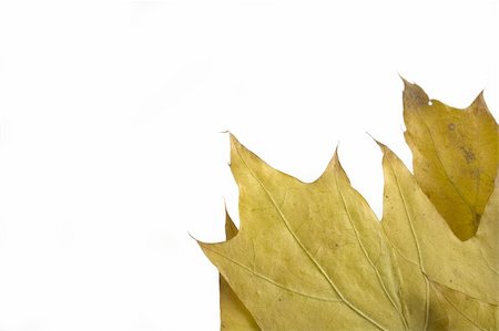 simsearch:400-04475632,k - gold and green autumn leaf on white background Foto de stock - Royalty-Free Super Valor e Assinatura, Número: 400-04466778