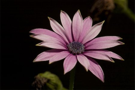 simsearch:700-00160358,k - Purple Daisy Fotografie stock - Microstock e Abbonamento, Codice: 400-04466800