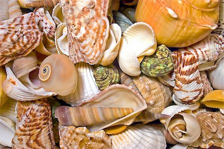 simsearch:400-04106913,k - Closeup of a sea shells collection Stock Photo - Budget Royalty-Free & Subscription, Code: 400-04466816