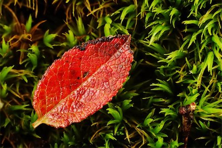 A small red leaf on a green mush bed Stock Photo - Budget Royalty-Free & Subscription, Code: 400-04466864