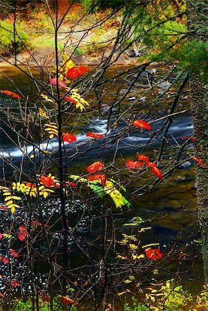 simsearch:400-04407783,k - Fall forest with river in the background. Algonquin provincial park, Canada. Stock Photo - Budget Royalty-Free & Subscription, Code: 400-04466888