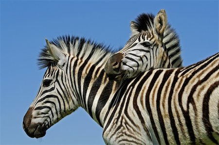 simsearch:400-03939094,k - Two Plains (Burchells) Zebras (Equus quagga), Mokala National Park, South Africa Stockbilder - Microstock & Abonnement, Bildnummer: 400-04466913