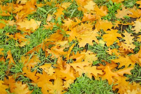 fedotishe (artist) - Golden autumn leaves on a green grass Foto de stock - Super Valor sin royalties y Suscripción, Código: 400-04467171