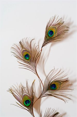 Peacock feather on a white backgound Stock Photo - Budget Royalty-Free & Subscription, Code: 400-04467215