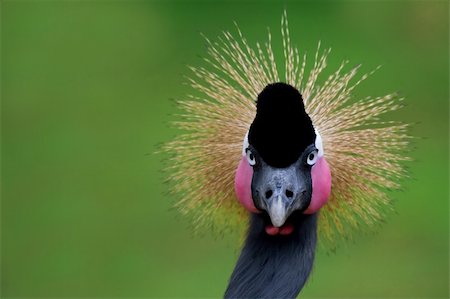 close up photo of victoria crowned crane Foto de stock - Super Valor sin royalties y Suscripción, Código: 400-04467353