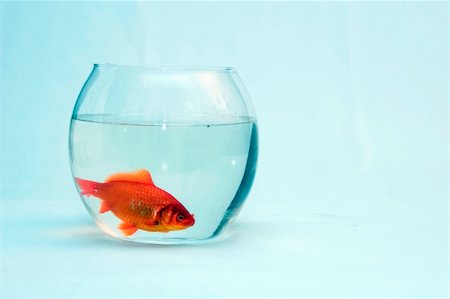 Gold fish Stock Photo - Budget Royalty-Free & Subscription, Code: 400-04467379