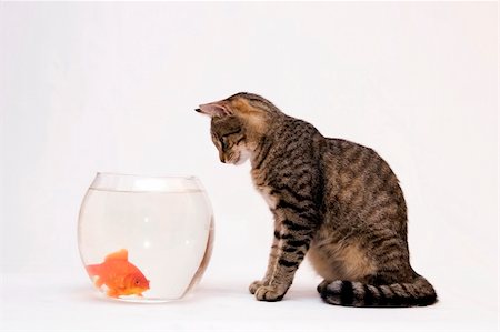 Home cat and a gold fish. Stock Photo - Budget Royalty-Free & Subscription, Code: 400-04467382